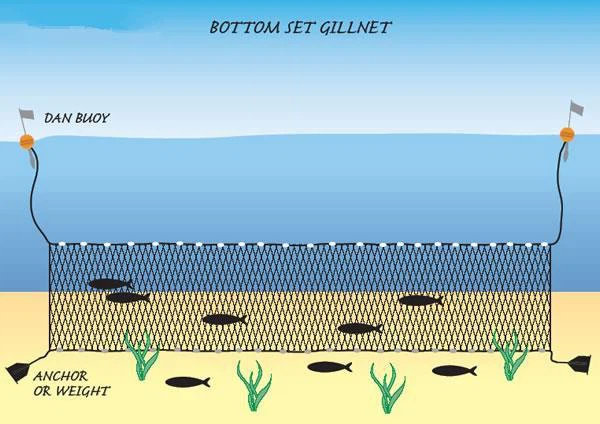 Bottom Set Gillnet Bottom Set Gillnet